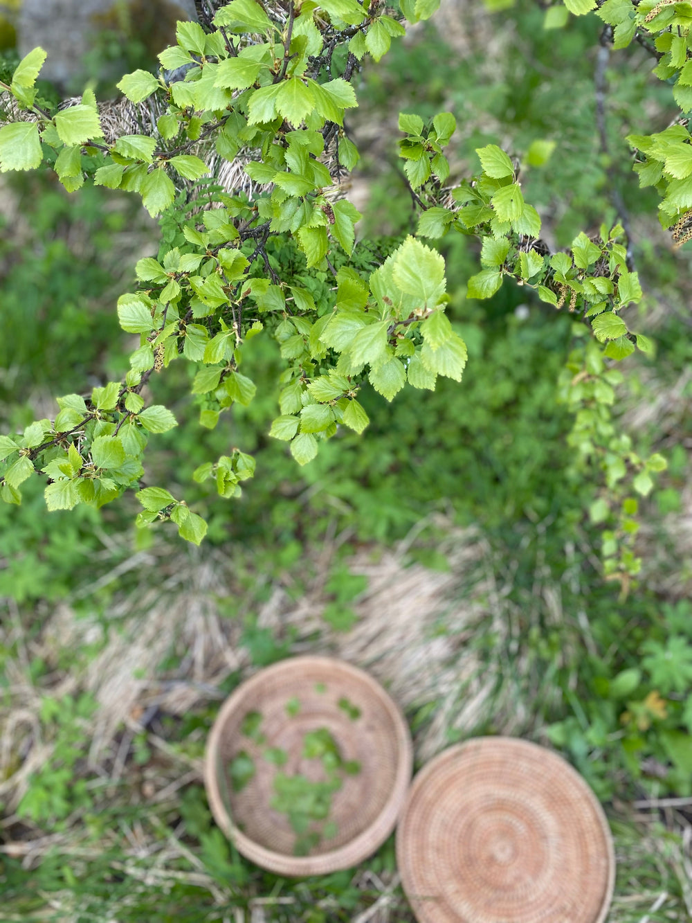 The Gentle Green: Foraging Birch Leaves in the Arctic Spring