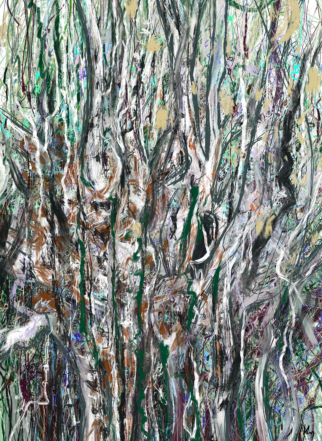Birch