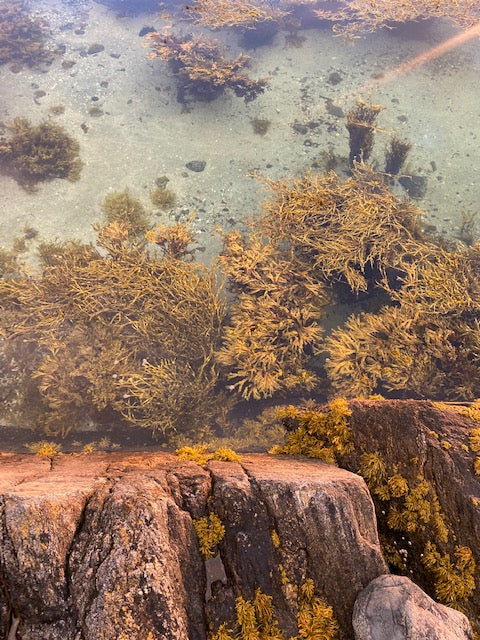 The Secret Island Retreat